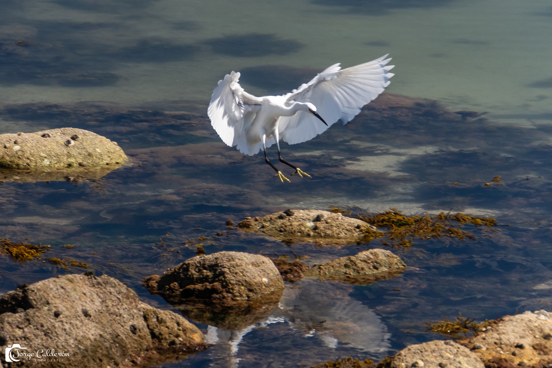 Aves